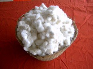 cotton1